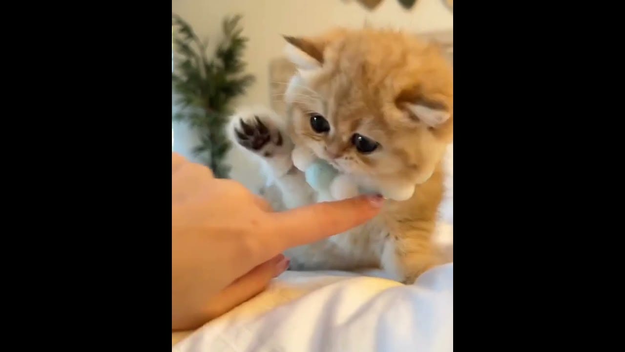 Hilarious Cat Memes Come to Life | Part 50 | #thedustycat #ytshorts #shorts