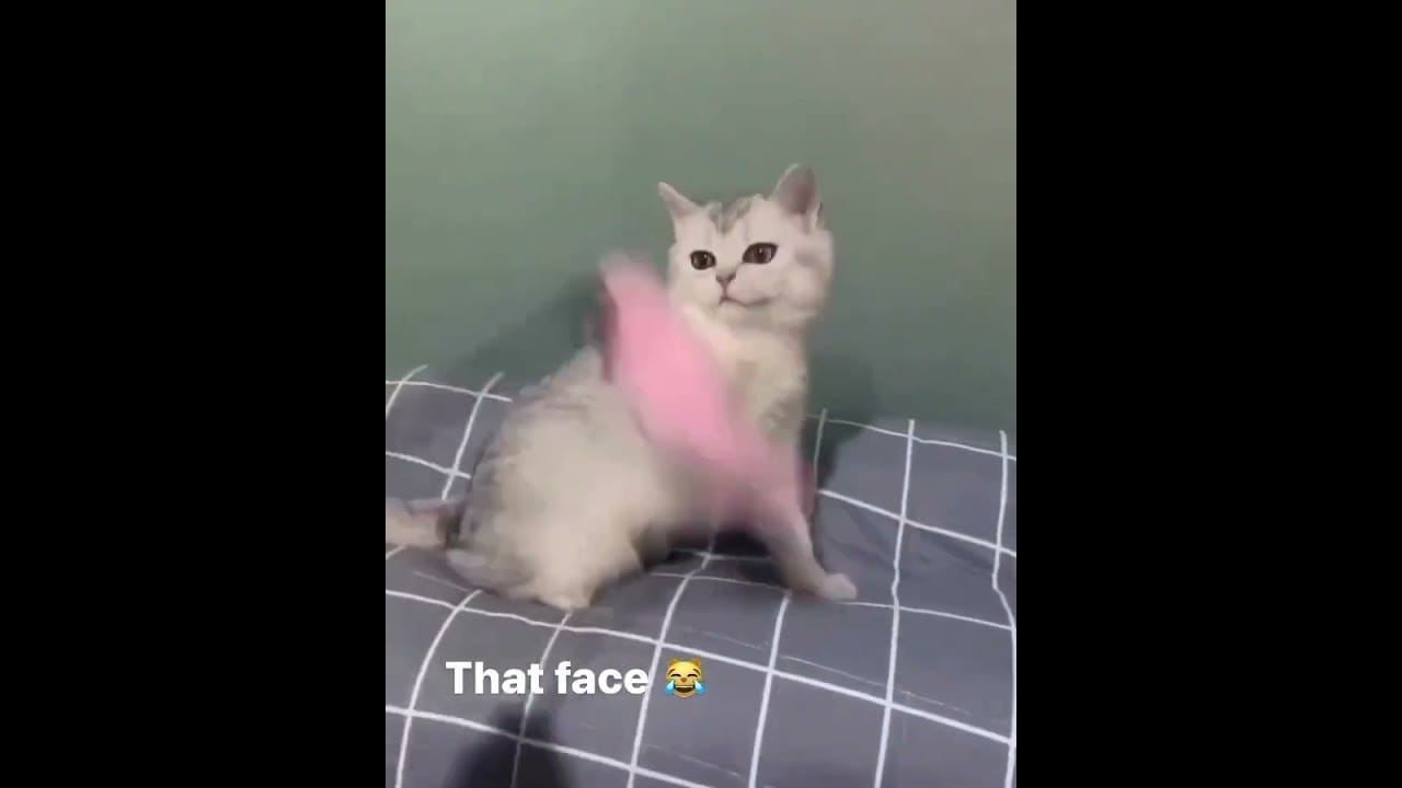 Hilarious Cat Memes Come to Life | Part 51 | #thedustycat #ytshorts #shorts