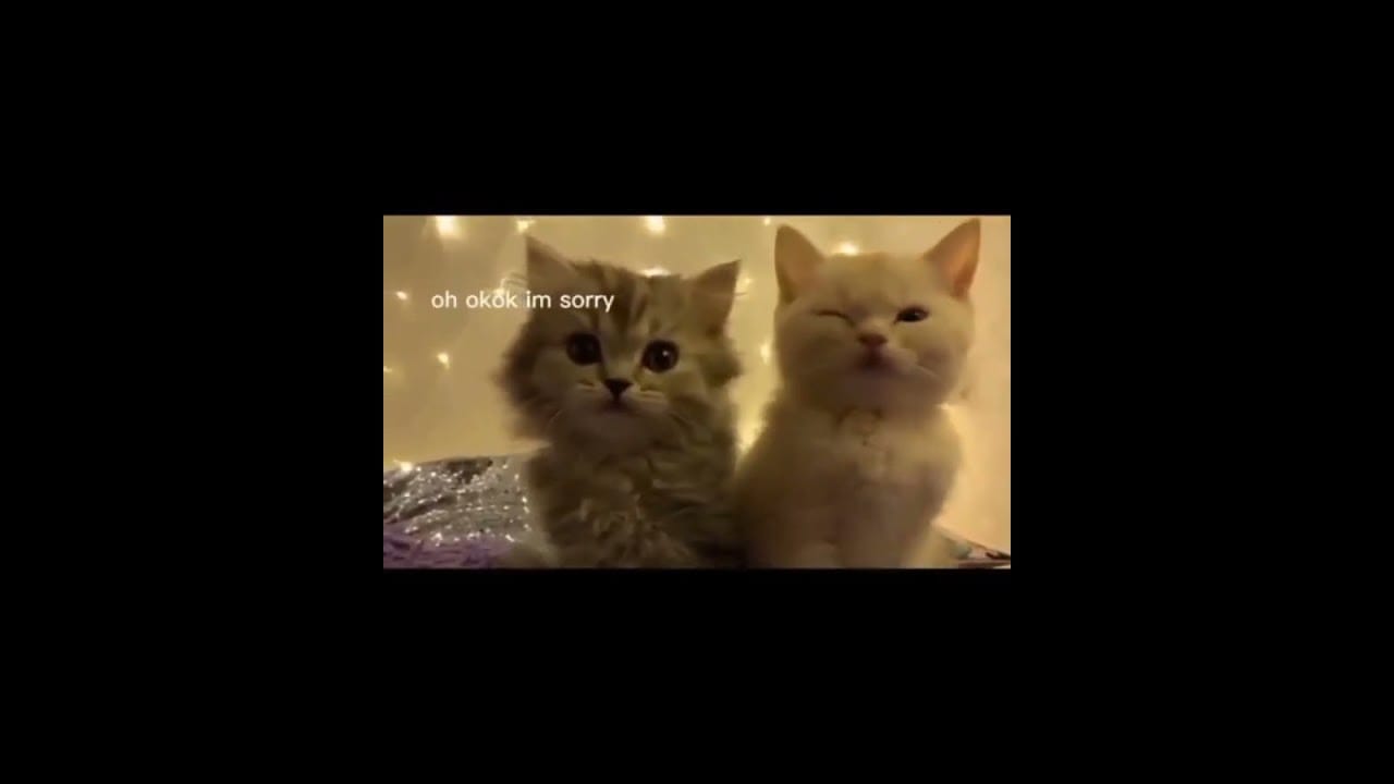 Hilarious Cat Memes Come to Life | Part 55 | #thedustycat #ytshorts #shorts