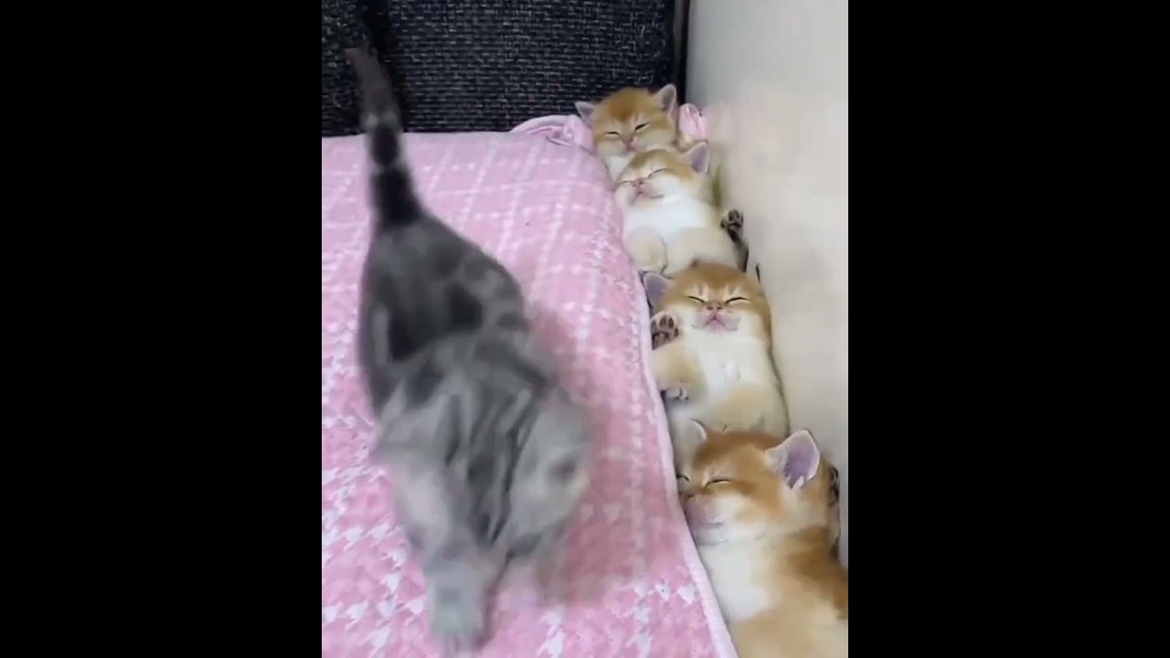 Hilarious Cat Memes Come to Life | Part 57 | #thedustycat #ytshorts #shorts