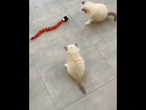 Hilarious Cat Memes Come to Life | Part 60 | #thedustycat #ytshorts #shorts