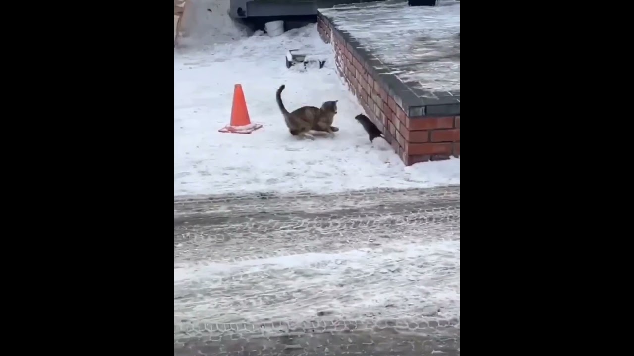 Hilarious Cat Memes Come to Life | Part 63 | #thedustycat #ytshorts #shorts