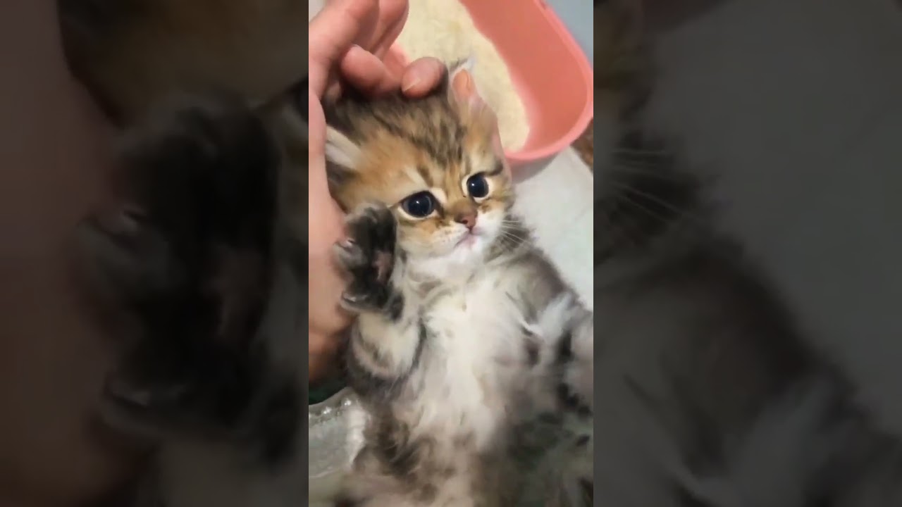 Hilarious Cat Memes Come to Life | Part 69 | #thedustycat #ytshorts #shorts