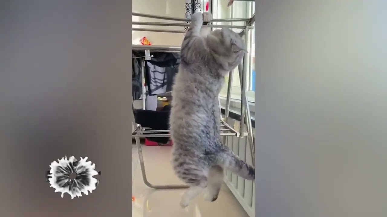 Hilarious Cats and Dogs - You Can't Help But Laugh