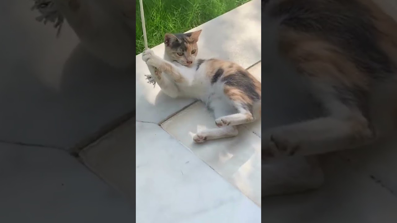 Hilarious and Heartwarming Cat Moments That Will Make Your Day! Part 1