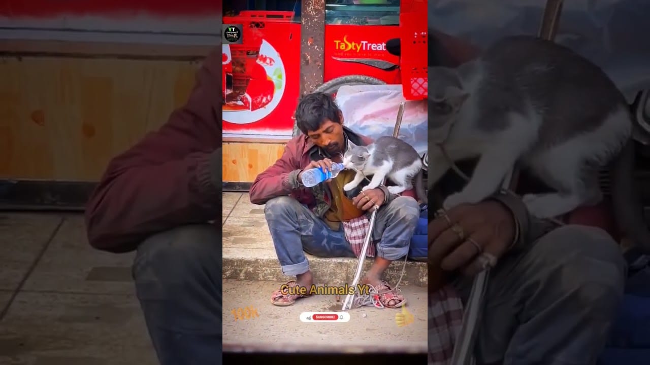 Human And Cat Best Compilation Videos 2023 | Cat And Human Best Friends | Cute Animals Yt #shorts