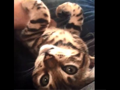 Incredible Talking Crazy Cats!!