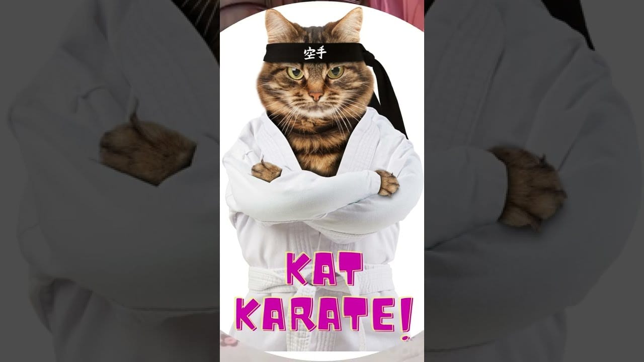 KungFu Cats - Two Feline Karate Masters #shorts