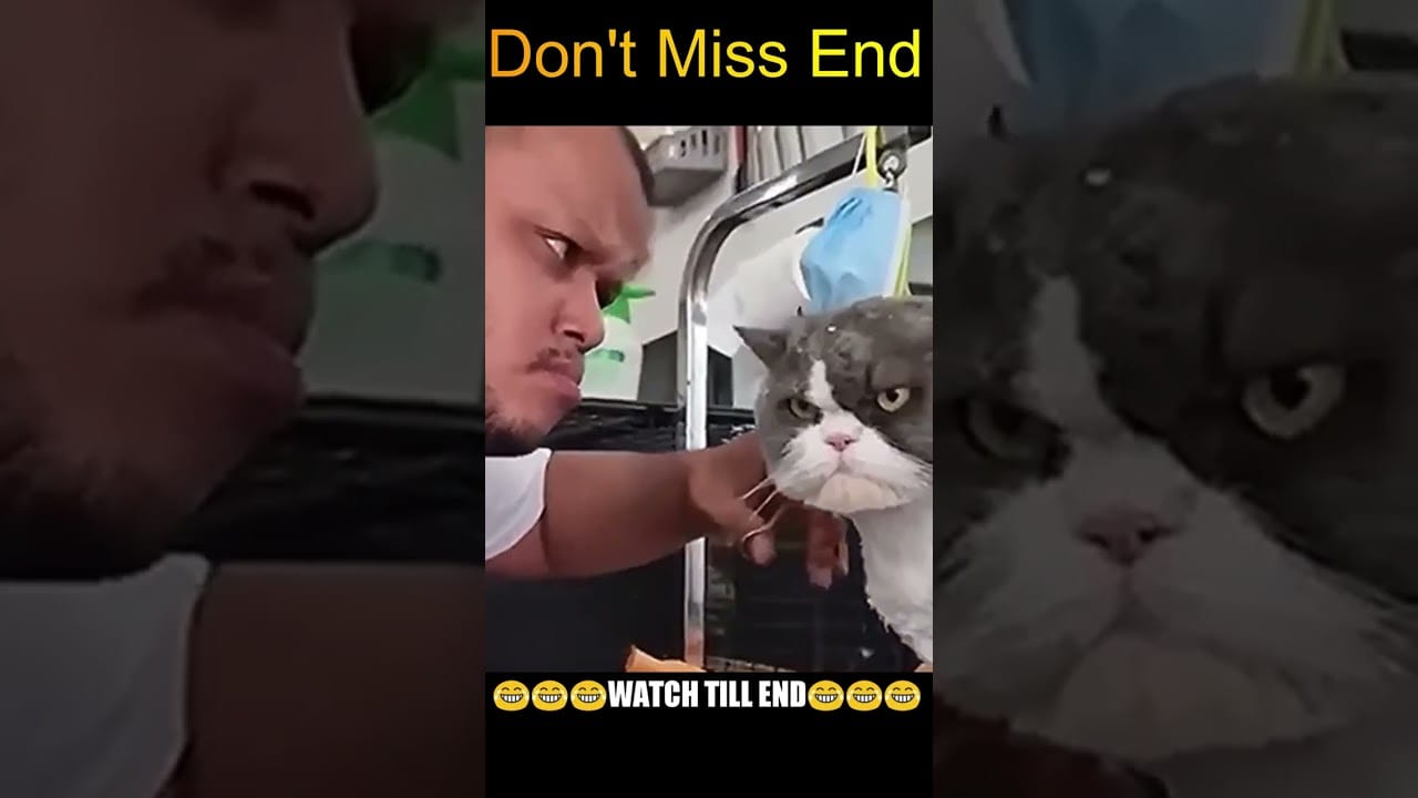 Laugh Out Loud with These Hilarious Pet Antics Funniest Pets Video Compilation