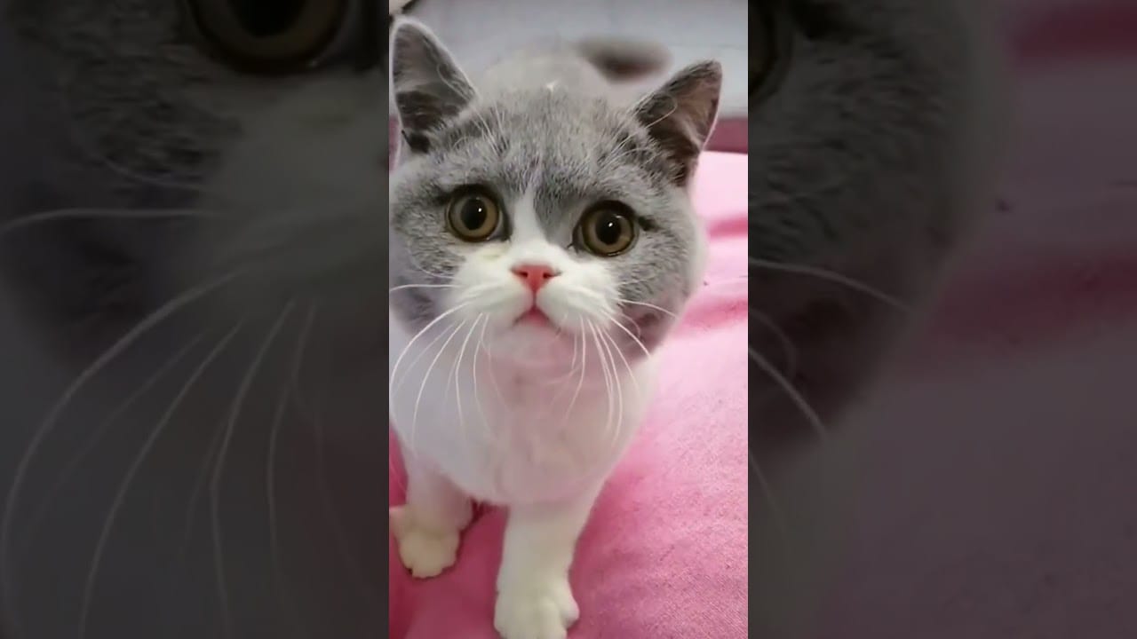 Little cats cute #pets #shorts #cats