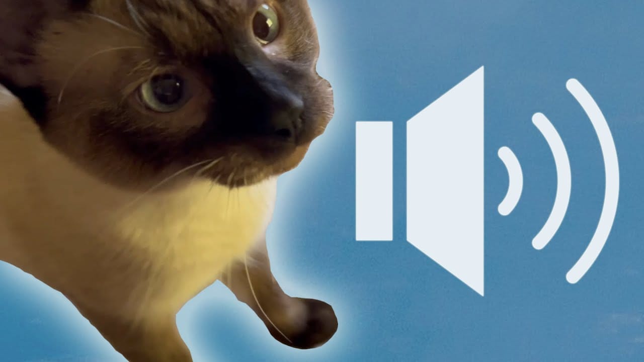 Meowing Cat - Cat Sounds That May Drive Your Dog Or Cat Crazy