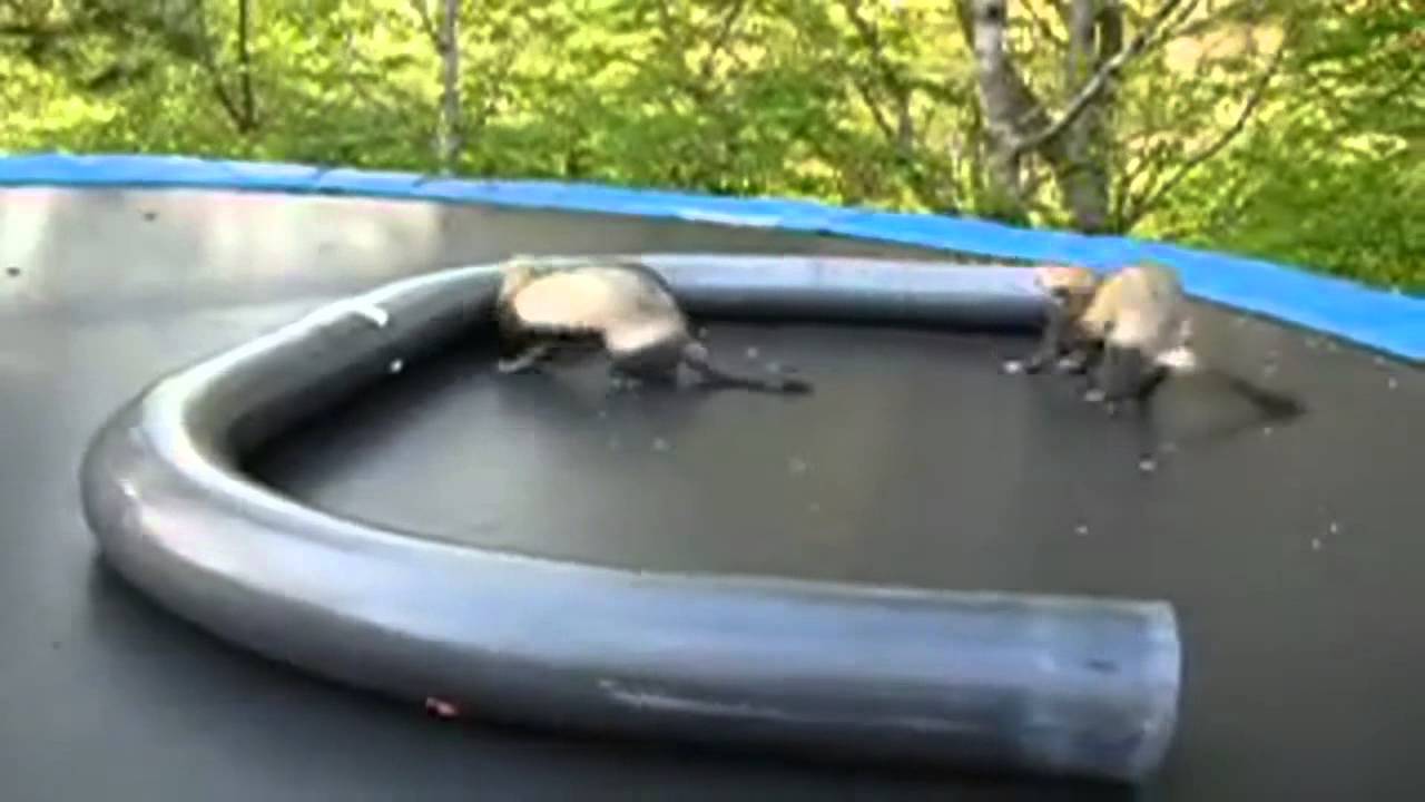 Morning dosis of cats    Awesome animals!  2014   Best of