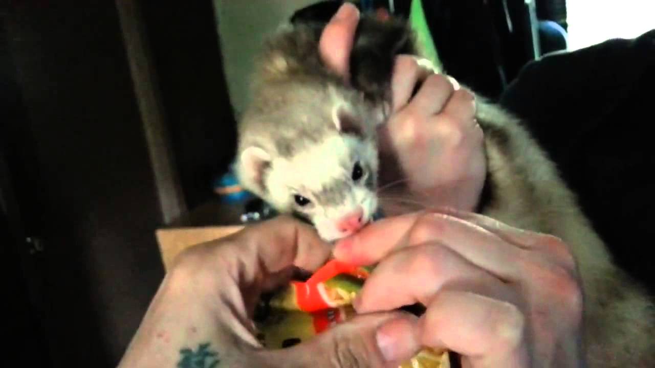 Morning dosis of cats awesome 2014 Youtube Gold