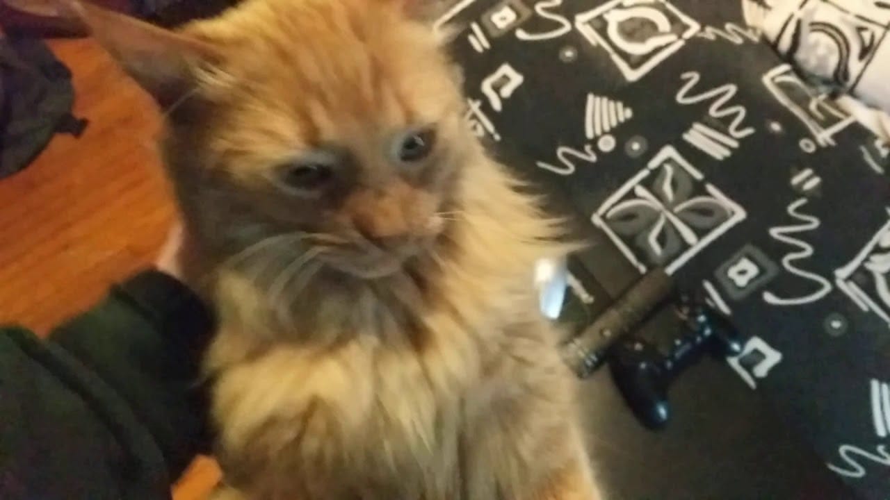 My Cat Has Midday Zoomies! | Parker | Parker The Cat