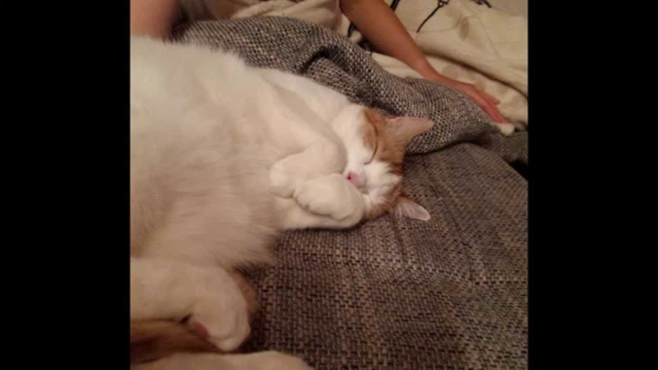 My Funny Cat: Simba!