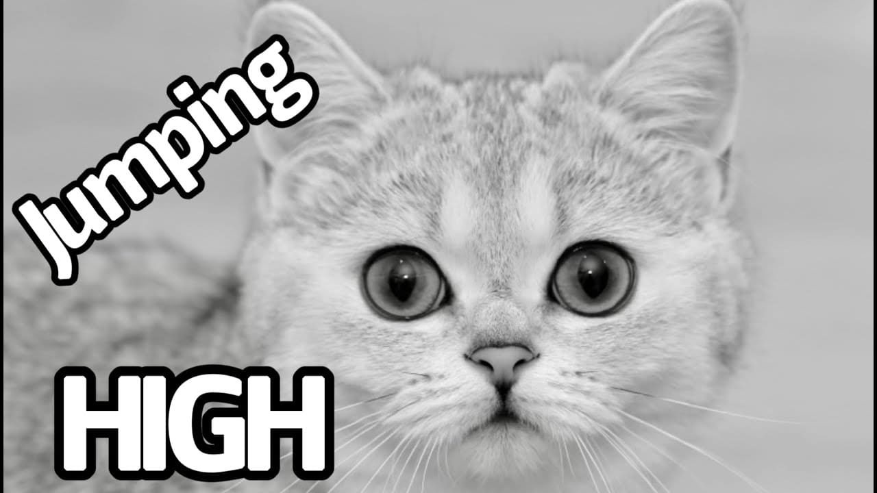 My cat is jumping high in slow motion  | Scottish Fold | Scottish Straight |