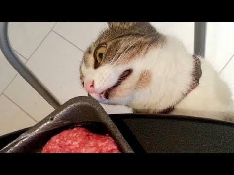 OMG Cute Cat Videos - Funny Cats Compilation