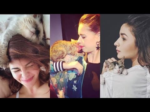 OMG Cute Cat Videos - Funny Cats Compilation