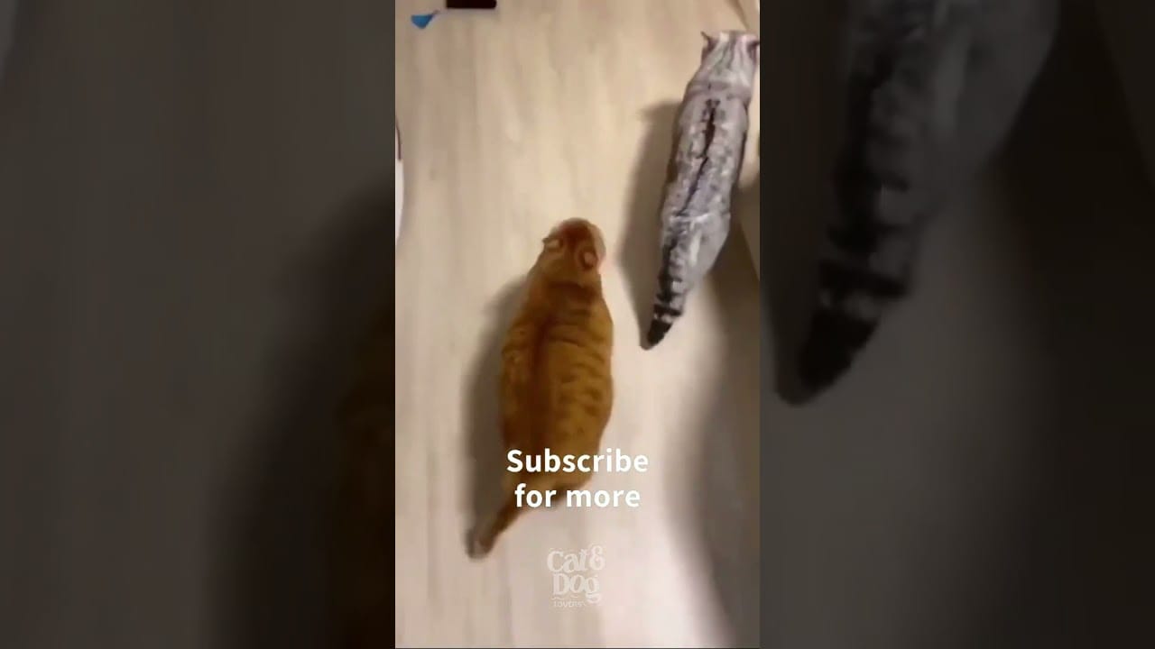 OMG So Cute Cats Best Funny Cat Videos 2021 #Shorts