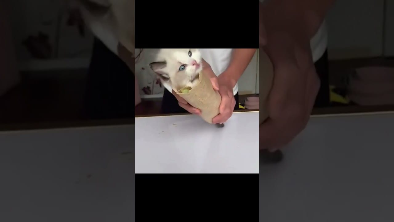 Ooo NOooo / Funny cats and dog /#Viral videos