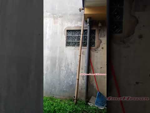 PREGNANT CAT PARKOUR FROM 9 FEET | CAT JUMP