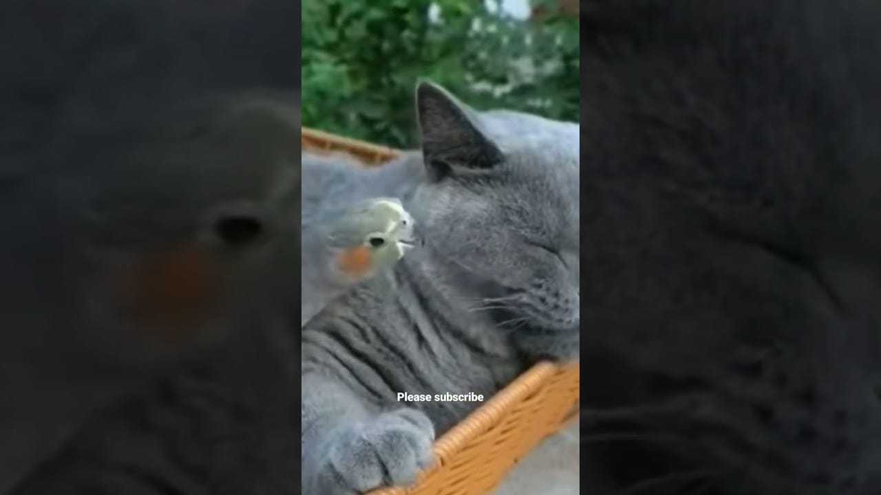 Pranks from Friends #shorts #shortsfeed #tiktokfunny #funnyvideocats #funnyacting #funniest #comedy