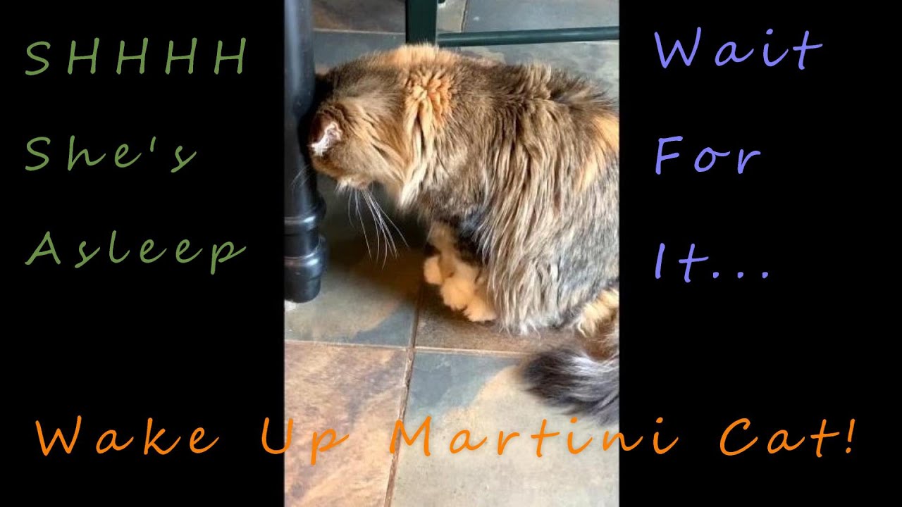 RANDOM THURSDAY!! Our Crazy Cat Compilation 1