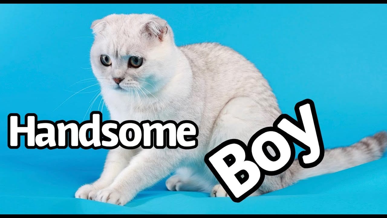 Scottish Fold Cat Snowball just having fun | Scottish Fold | Scottish Straight |