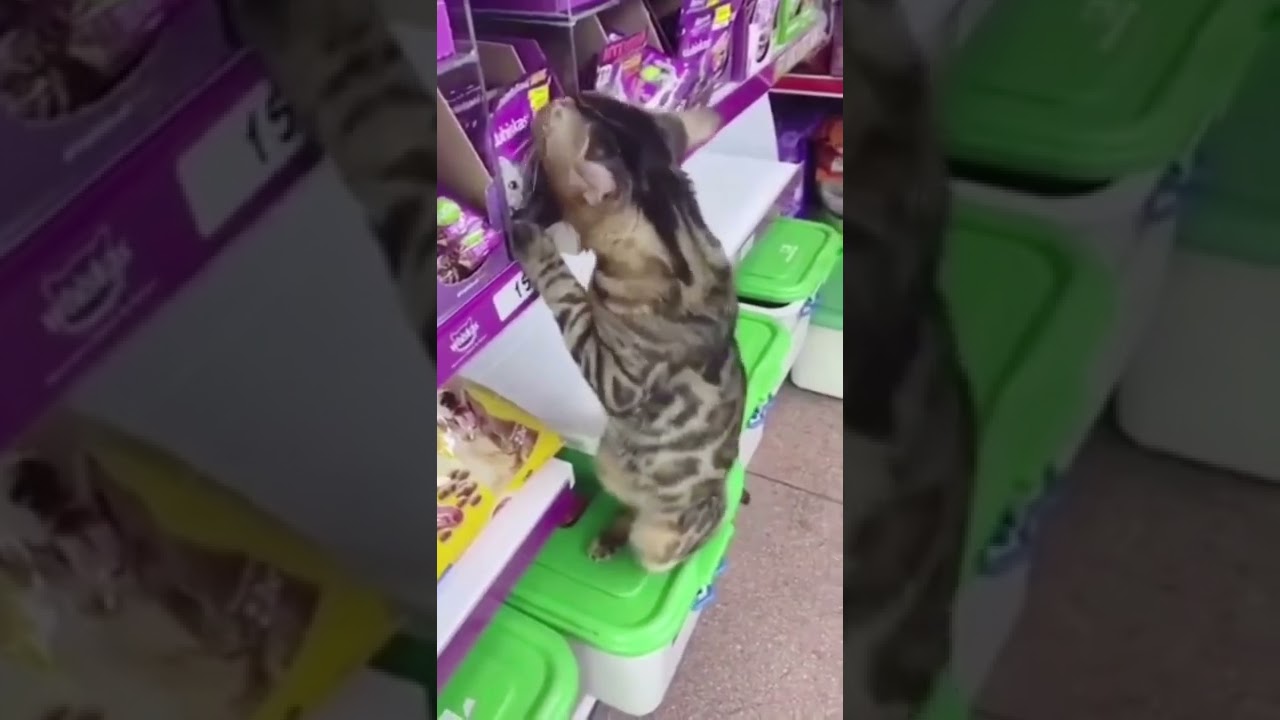 #Short cute and Funny Pets Video