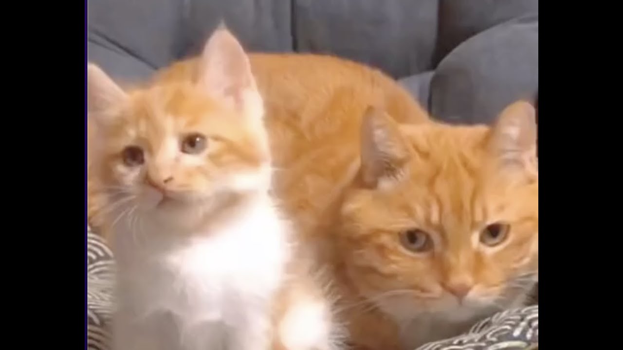 Super Cute Cute Cats and Kittens Sound [Amazing Cats]