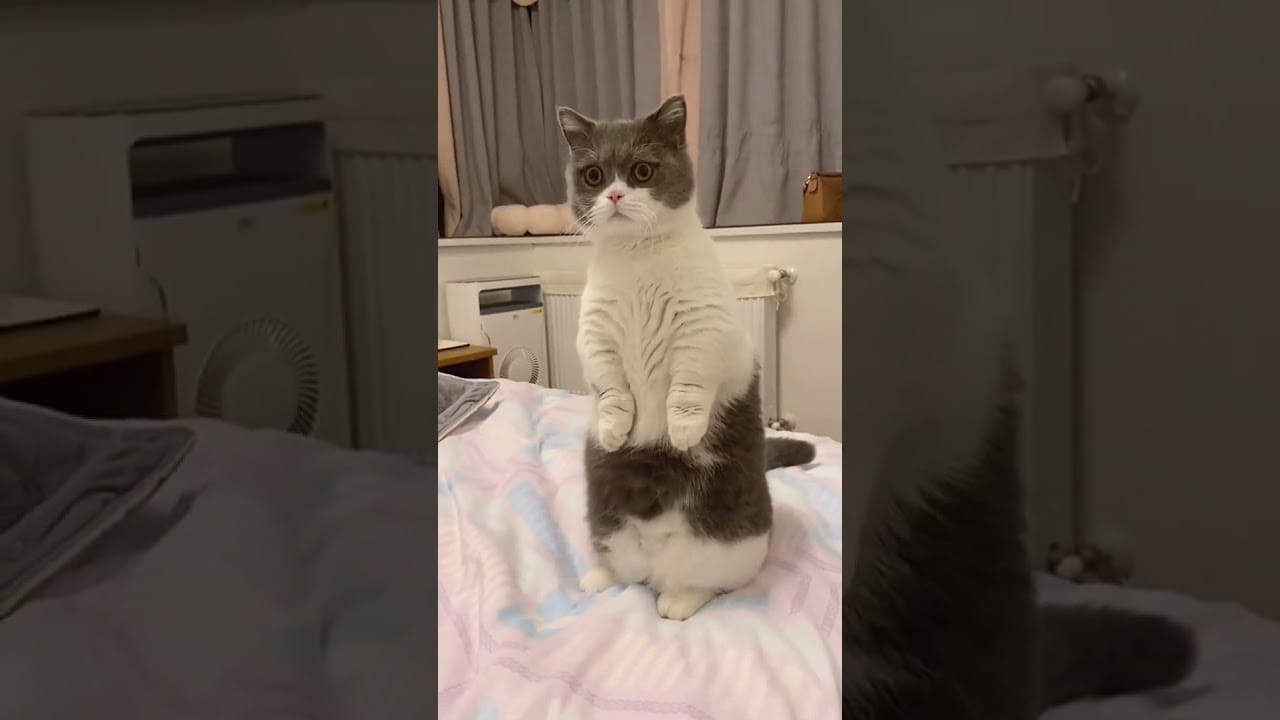 TOP Funny cats video 2021 Super lazy cat Cute Cats #Shorts