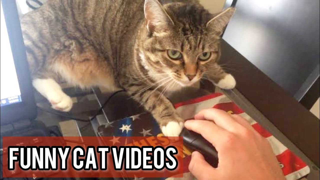 The Best Funny Cat Videos Of The 2021 - Funny Cats Compilation
