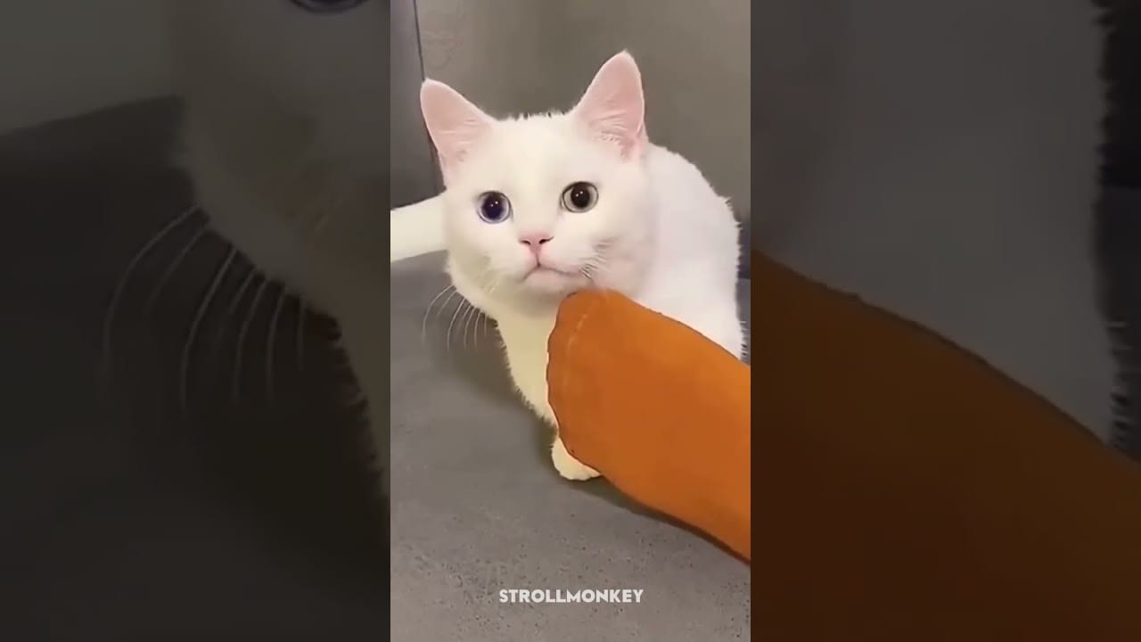 The Cutest Cat Moments Caught on Camera #shortstiktok #shorts #catlovers #catvideos