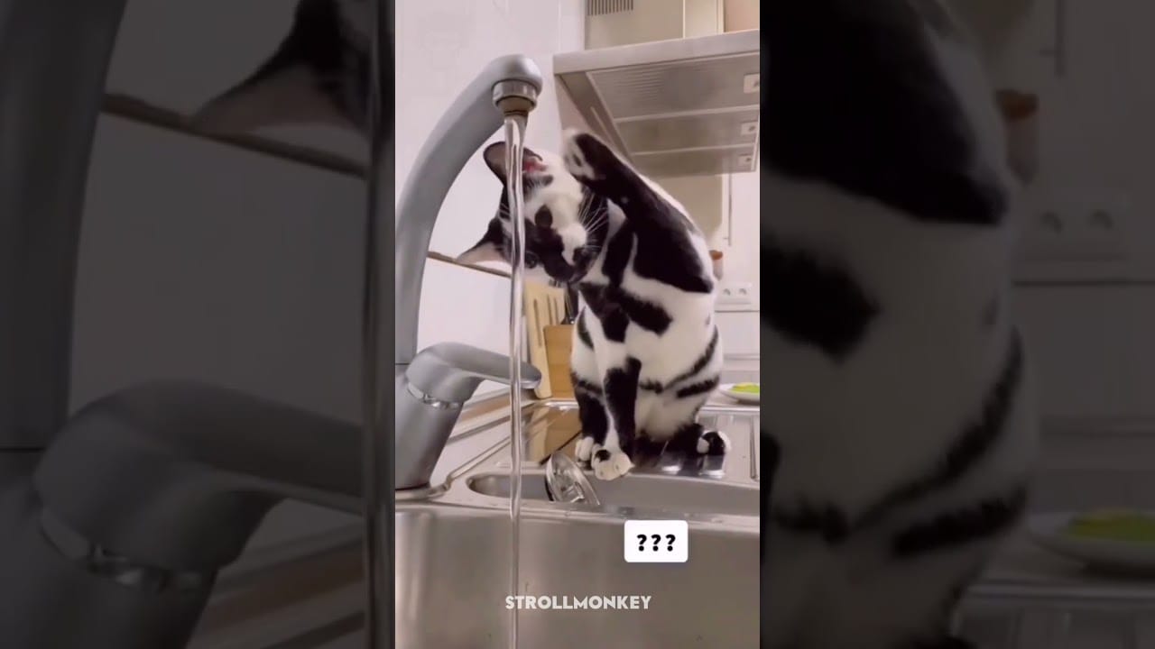 The Most Adorable Cat Videos You'll Ever See #meow #kitty #kitten #cutecat