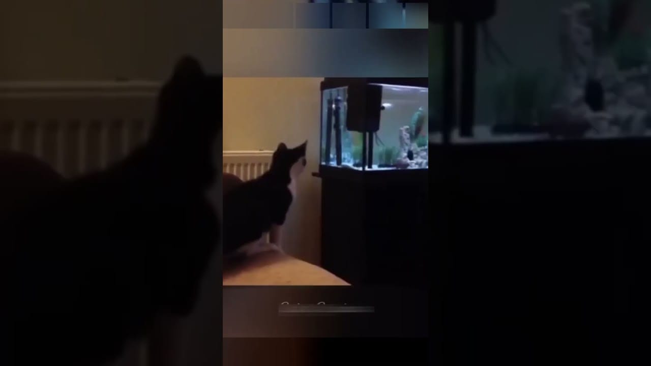 The Ultimate Funny Pet Video Compilation   Guaranteed to Make You Smile