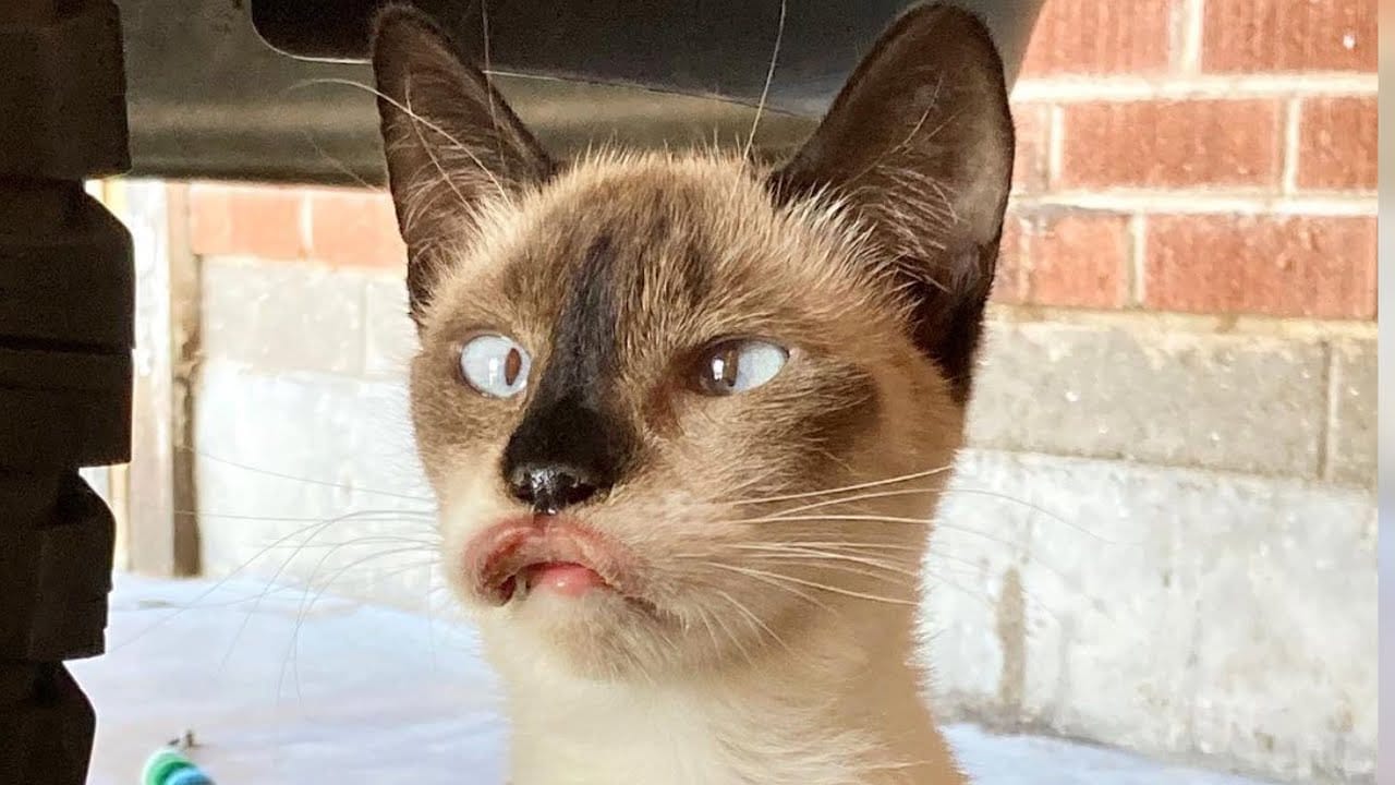 The Ultimate Viral Cat Videos - Part 07