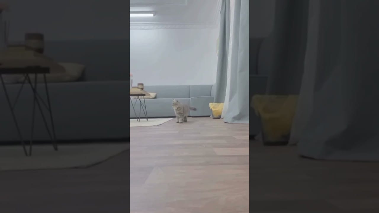 The fastest cat ever #shorts