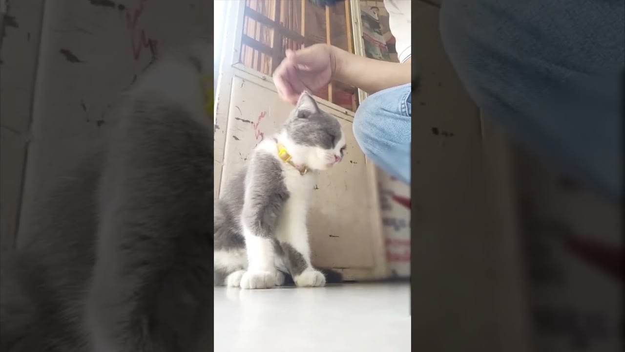 The funniest animals Fun with cats and dogs 2023 Pets Studio #066