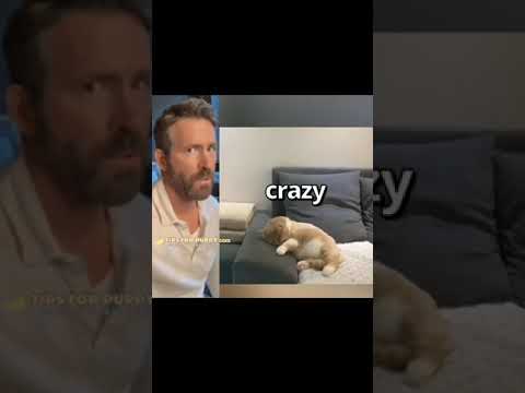 This Cat Has A Crazy Dream When Having A Nap #shorts #cats #ShikyFAV