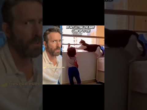 This Cat Is Trying To Keep A Baby Safe #shorts #cats #ShikyFAV