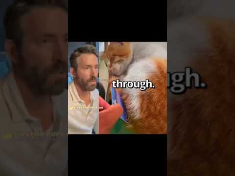 This Guard Gate Cat Is Always Sleeping LOL #shorts #cats #ShikyFAV