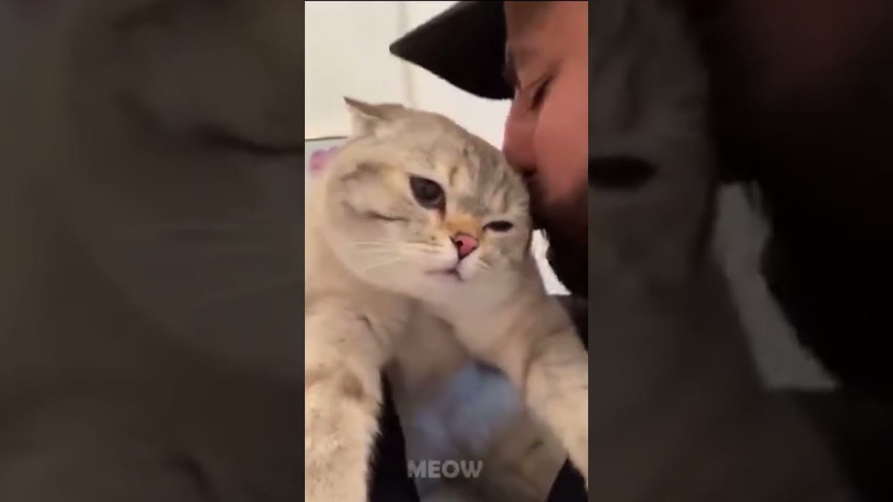 Top Funny & Crazy Cats Of 2021 - MEOW #shorts