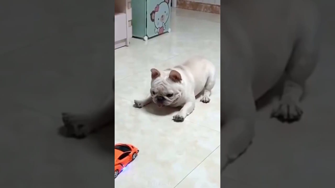 Top Funny Moments with Pets Top Video Animal Pranks #Shorts