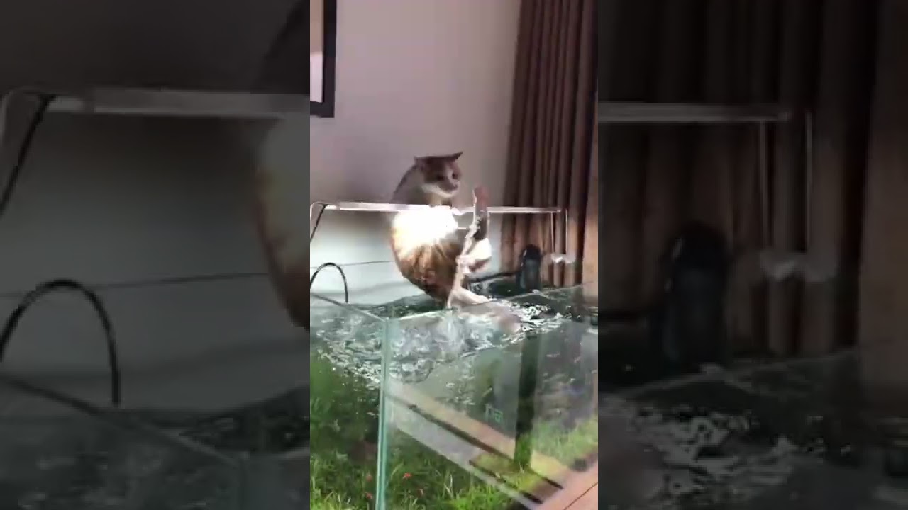 Top funny cats videos #Shorts