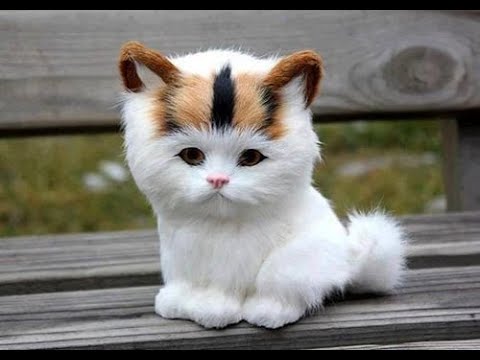 Try Not To Laugh Animals Funny Cats Videos 2019 Funniest Clean Vines Compila