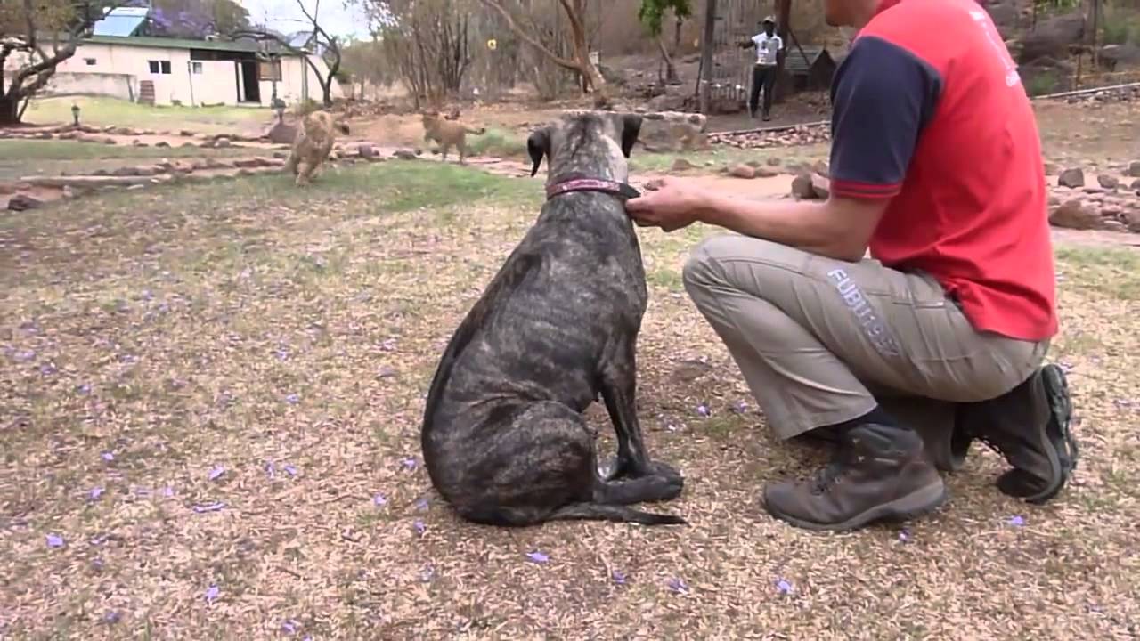 Ultimate cats    Awesome animals!  2014   Best of