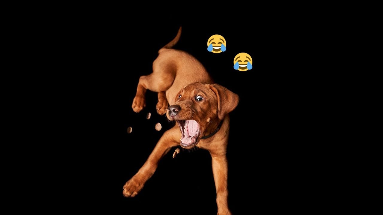 Unbelievable Animal Antics: Can You Handle This Cuteness? funny animals playing , cats and dogs