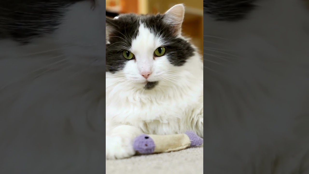 Unforgettable Cute and Funny Cat Antics You Can't Miss! Part 3