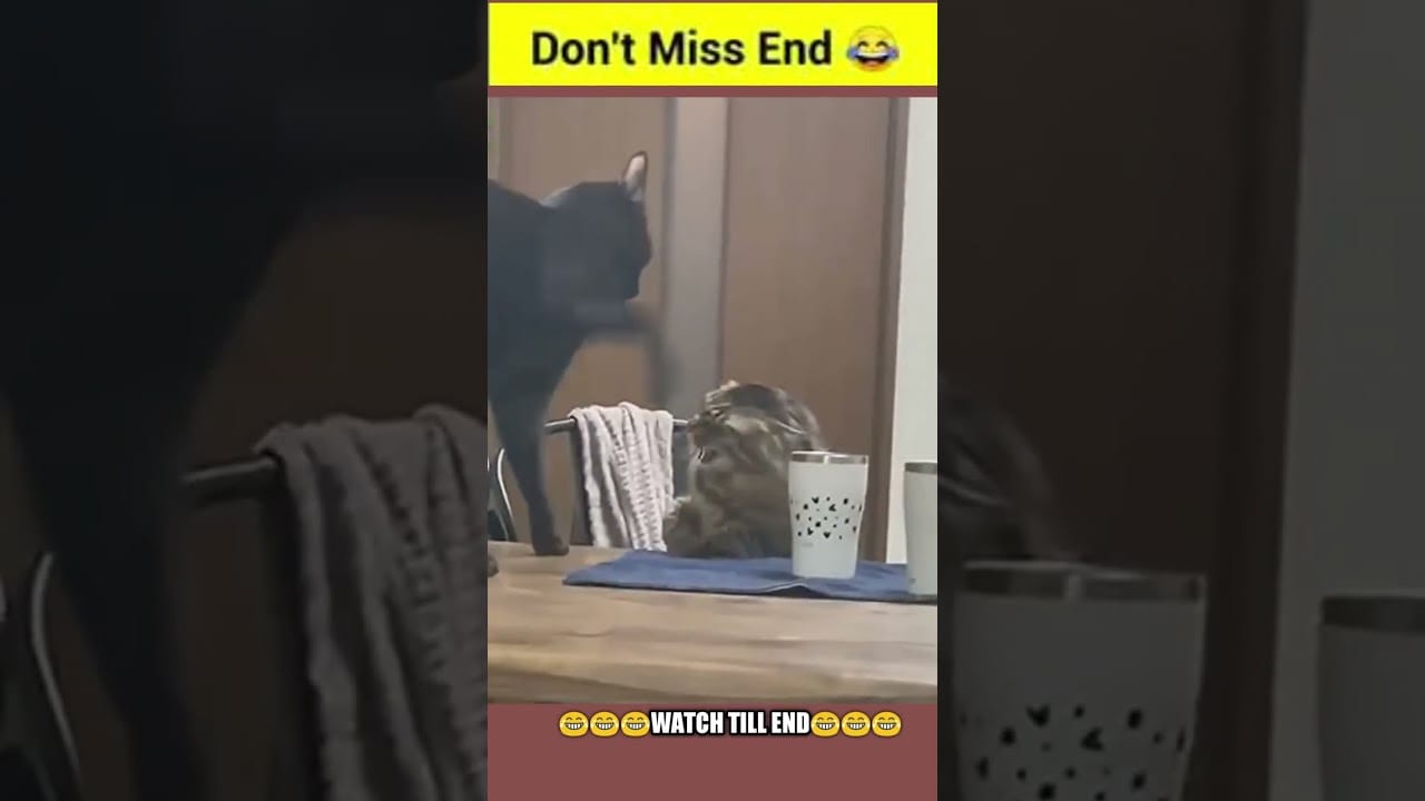 Unleashing the Cuteness: Adorable Moments with Our Furry Friends