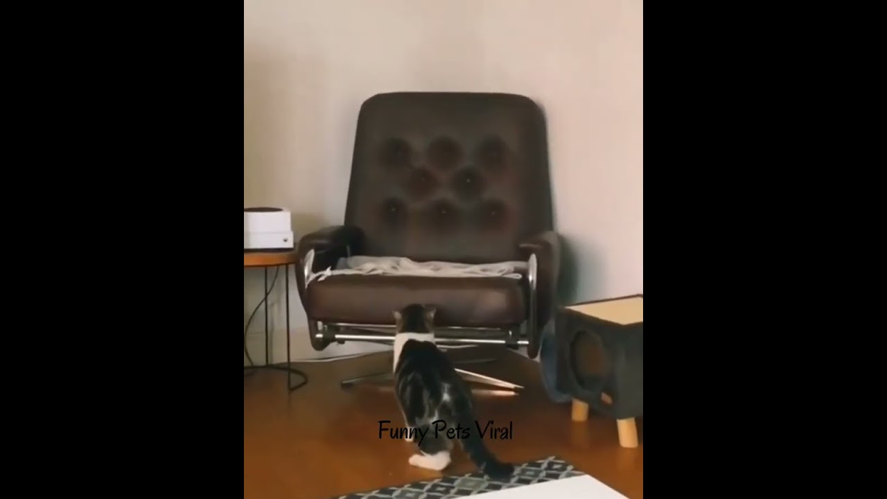 WATCH THESE FUNNY CAT'S Expressions and HOLD YOUR LAUGH - They're Just Too Cute! #shorts #Funny cats